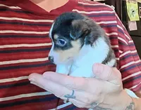 Toby (teacup), a male Chihuahua for sale in Maxton, NC – Photo 3 of 6