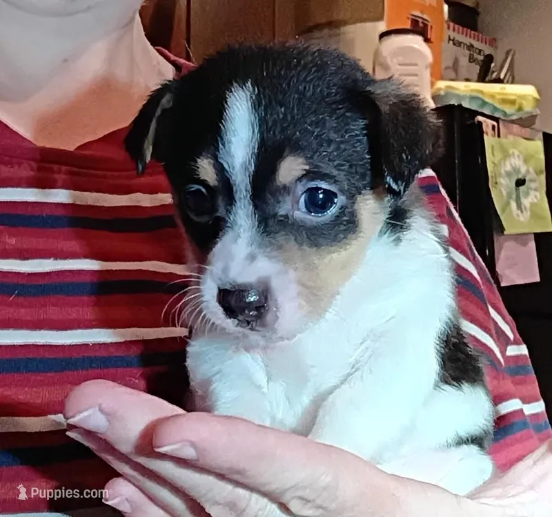 Tessa (teacup) – Chihuahua puppy for sale in Maxton, NC