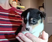 Toby (teacup), a male Chihuahua for sale in Maxton, NC – Photo 2 of 6