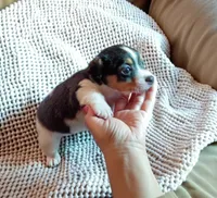 Toby (teacup), a male Chihuahua for sale in Maxton, NC – Photo 6 of 6