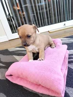 Nali (teacup), a female Chihuahua for sale in Maxton, NC – Photo 6 of 10