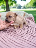 Nali (teacup), a female Chihuahua for sale in Maxton, NC – Photo 1 of 10