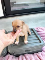 Nali (teacup), a female Chihuahua for sale in Maxton, NC – Photo 4 of 10