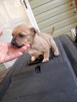 Nali (teacup), a female Chihuahua for sale in Maxton, NC – Photo 8 of 10