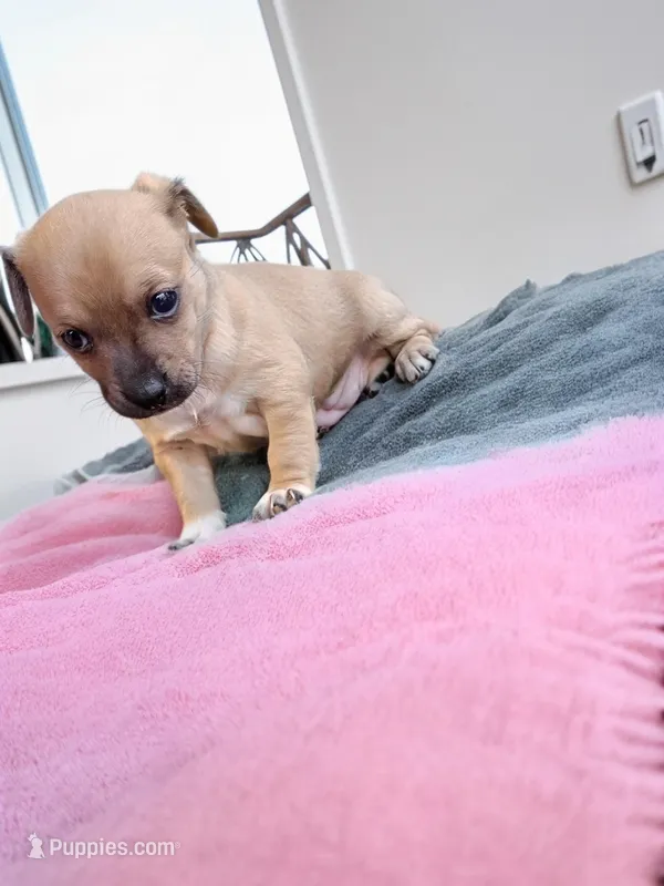 Nali (teacup) – Chihuahua puppy for sale in Maxton, NC