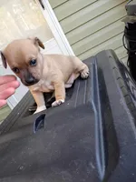 Nali (teacup), a female Chihuahua for sale in Maxton, NC – Photo 10 of 10