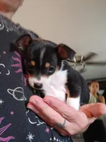  Little Jake, a male Chihuahua for sale in Maxton, NC – 2 of 3