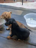 Little Lena, a female Chihuahua and Miniature Dachshund for sale in Maxton, NC – 5 of 6