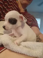 Teacup Spud, a male Chihuahua for sale in Maxton, NC – 4 of 5