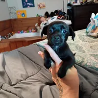 Midnight, a female Chihuahua for sale in Maxton, NC – Photo 3 of 4