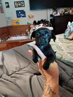 Midnight, a female Chihuahua for sale in Maxton, NC – Photo 3 of 4
