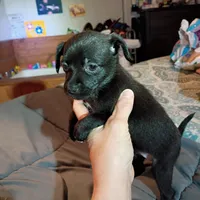 Midnight, a female Chihuahua for sale in Maxton, NC – Photo 1 of 4