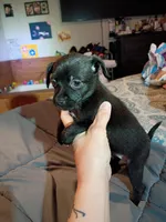 Midnight, a female Chihuahua for sale in Maxton, NC – Photo 1 of 4