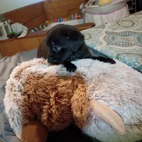 Midnight, a female Chihuahua for sale in Maxton, NC – Photo 4 of 4