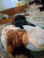 Midnight, a female Chihuahua for sale in Maxton, NC – Photo 4 of 4