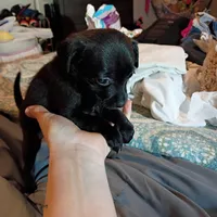 Midnight, a female Chihuahua for sale in Maxton, NC – Photo 2 of 4