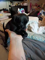 Midnight, a female Chihuahua for sale in Maxton, NC – Photo 2 of 4