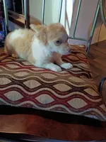 Athena, a female Chihuahua for sale in Maxton, NC – Photo 2 of 5
