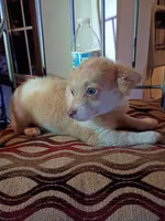 Athena, a female Chihuahua for sale in Maxton, NC – Photo 3 of 5