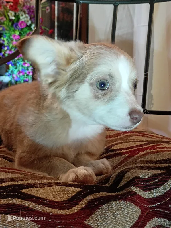 Athena – Chihuahua puppy for sale in Maxton, NC