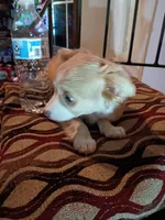 Athena, a female Chihuahua for sale in Maxton, NC – Photo 4 of 5
