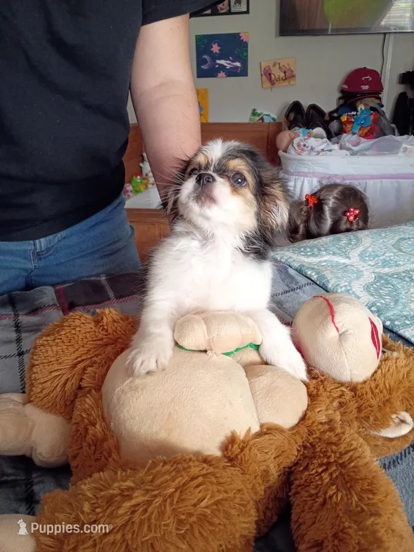 Christopher – Chihuahua puppy for sale in Maxton, NC