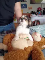 Christopher, a male Chihuahua for sale in Maxton, NC – Photo 1 of 3