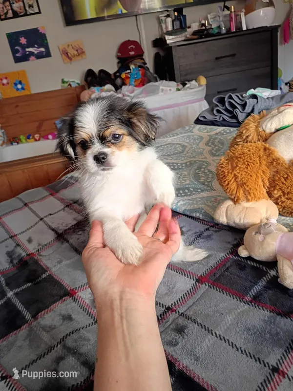 Christopher – Chihuahua puppy for sale in Maxton, NC