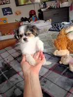 Christopher, a male Chihuahua for sale in Maxton, NC – Photo 3 of 3