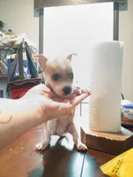 Rylie, a male Chihuahua for sale in Maxton, NC – 2 of 2