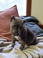 Zoey, a female American Bully for sale in Maxton, NC – Photo 6 of 8