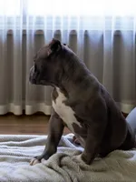 Zoey, a female American Bully for sale in Maxton, NC – Photo 5 of 8