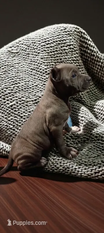 Zoey – American Bully puppy for sale in Maxton, NC