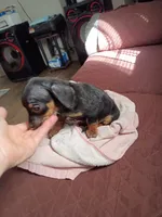 Little Lena, a female Chihuahua and Miniature Dachshund for sale in Maxton, NC – 2 of 6