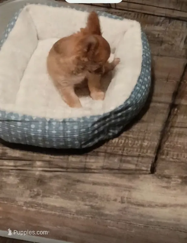 Hercules (teacup)  – Chihuahua puppy for sale in Maxton, NC
