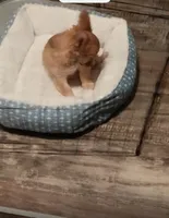 Tiny Tim, a male Chihuahua for sale in Maxton, NC – 4 of 4