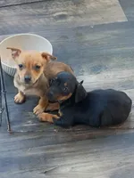 Little Lula, a female Chihuahua and Miniature Dachshund for sale in Maxton, NC – 2 of 2