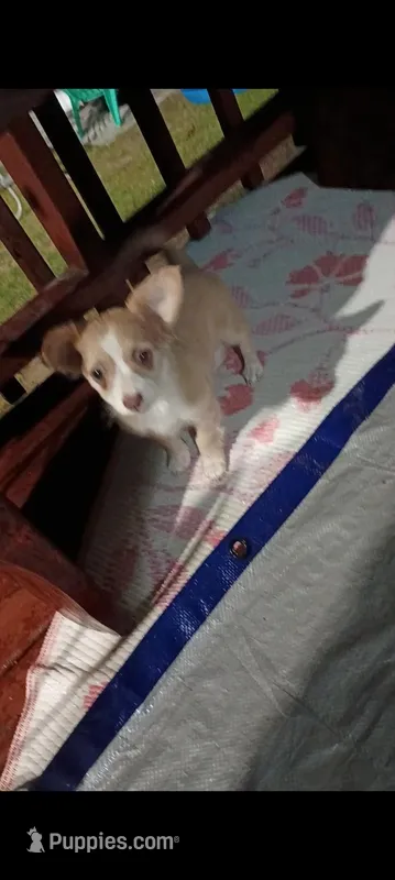 Toulou – Chihuahua puppy for sale in Maxton, NC