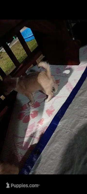 Toulou – Chihuahua puppy for sale in Maxton, NC