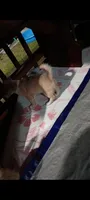 Toulou, a male Chihuahua for sale in Maxton, NC – Photo 1 of 3