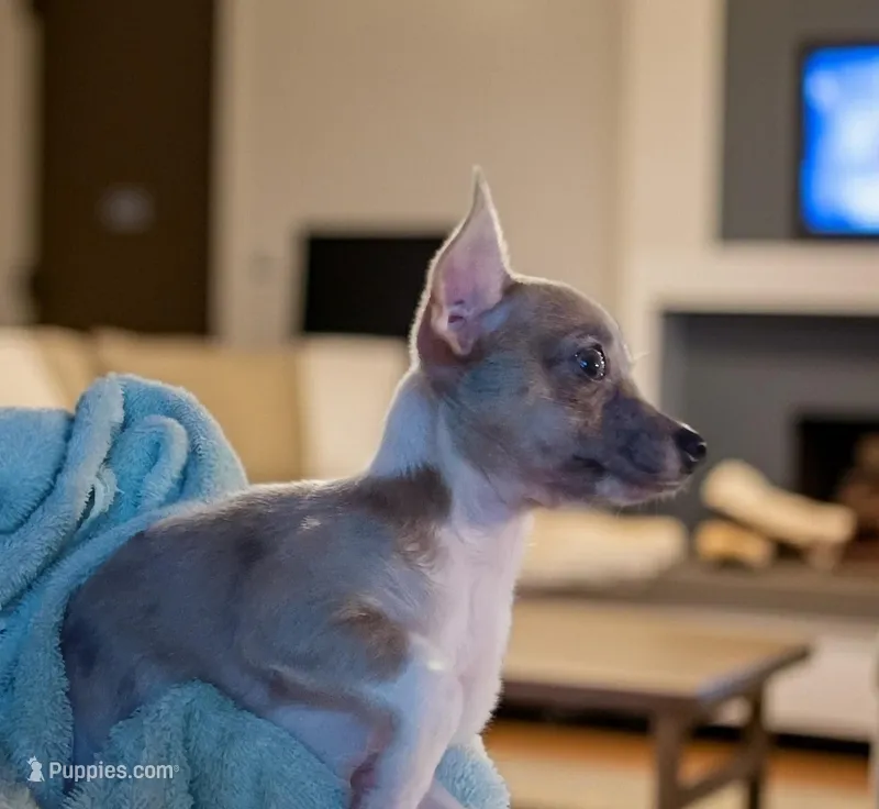 Tiska (lilac Merle) – Chihuahua puppy for sale in Maxton, NC