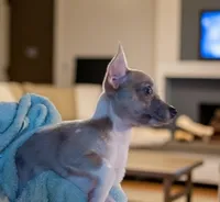 Tiska (lilac Merle), a female Chihuahua for sale in Maxton, NC – Photo 1 of 2