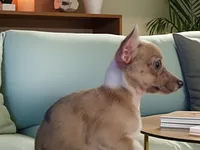 Tiska registered CKC(lilac Merle), a female Chihuahua for sale in Maxton, NC – Photo 3 of 5