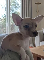 Tiska registered CKC(lilac Merle), a female Chihuahua for sale in Maxton, NC – Photo 5 of 5