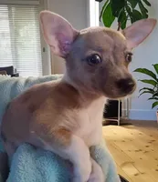 Tiska (lilac Merle), a female Chihuahua for sale in Maxton, NC – Photo 2 of 2