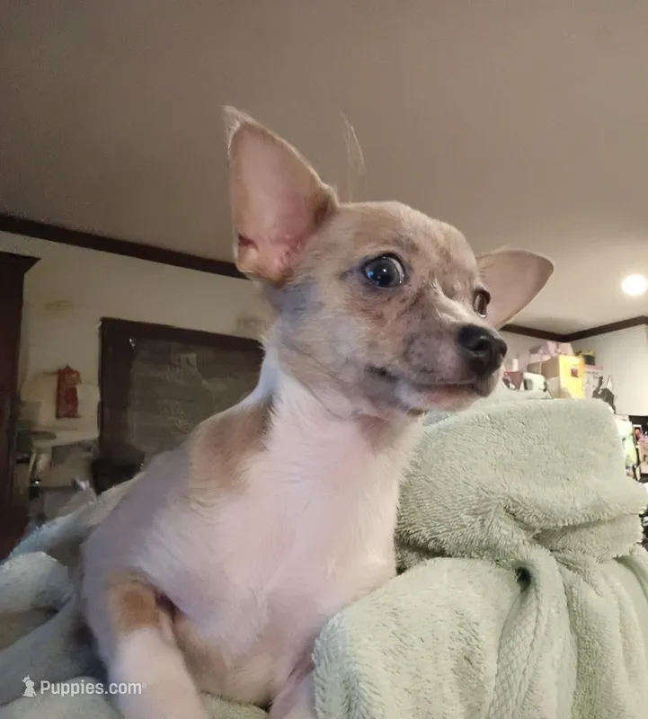 Tiska registered CKC(lilac Merle) – Chihuahua puppy for sale in Maxton, NC