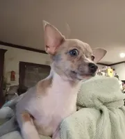 Tiska registered CKC(lilac Merle), a female Chihuahua for sale in Maxton, NC – Photo 1 of 5