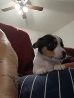 Yanzi, a male Chihuahua for sale in Maxton, NC – 2 of 4