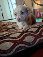 Bekay, a female Chihuahua for sale in Maxton, NC – Photo 2 of 3