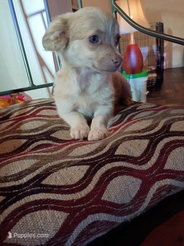 Bekay – Chihuahua puppy for sale in Maxton, NC